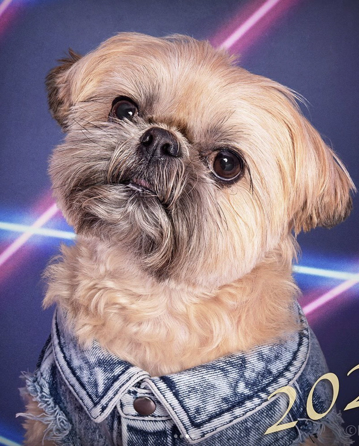 Tucker — Upbeat's famous office dog